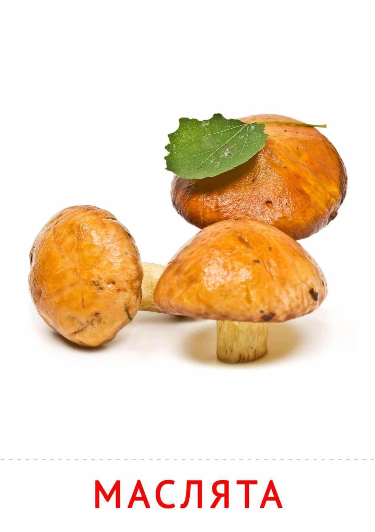 «Грибы для белки» (Комарова, с.36)