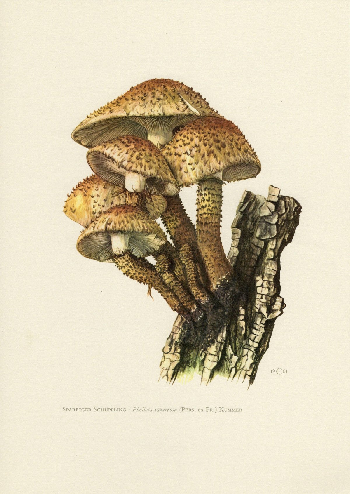 Грибы ботаника