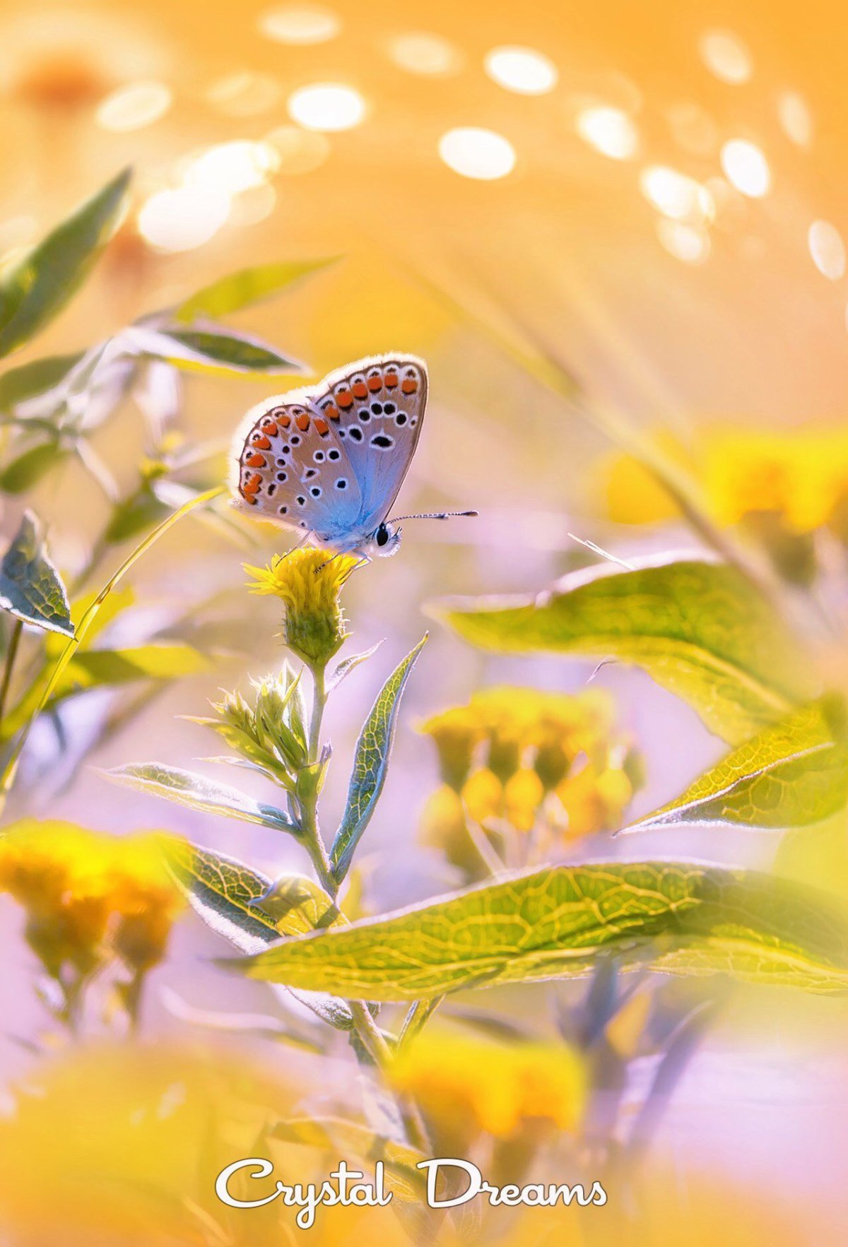 Открытки Happy Sunday