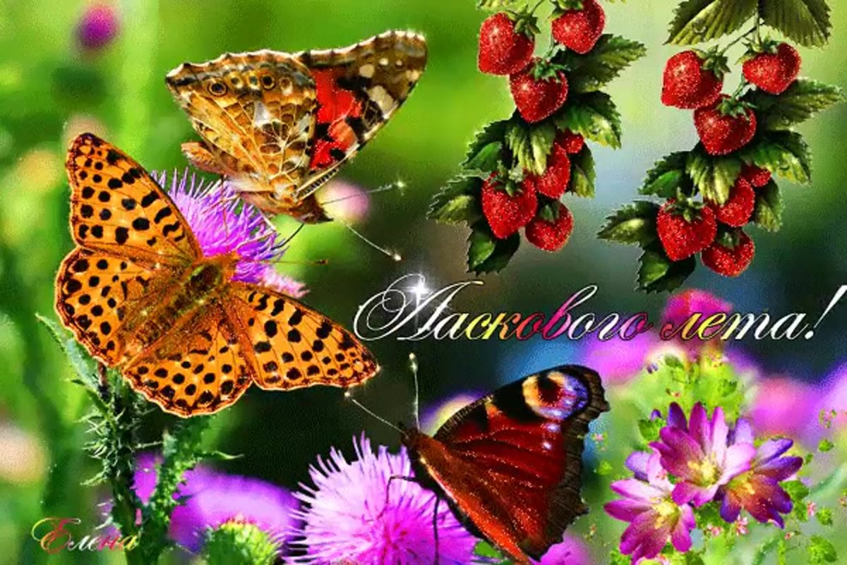 Доброе утро бабочки