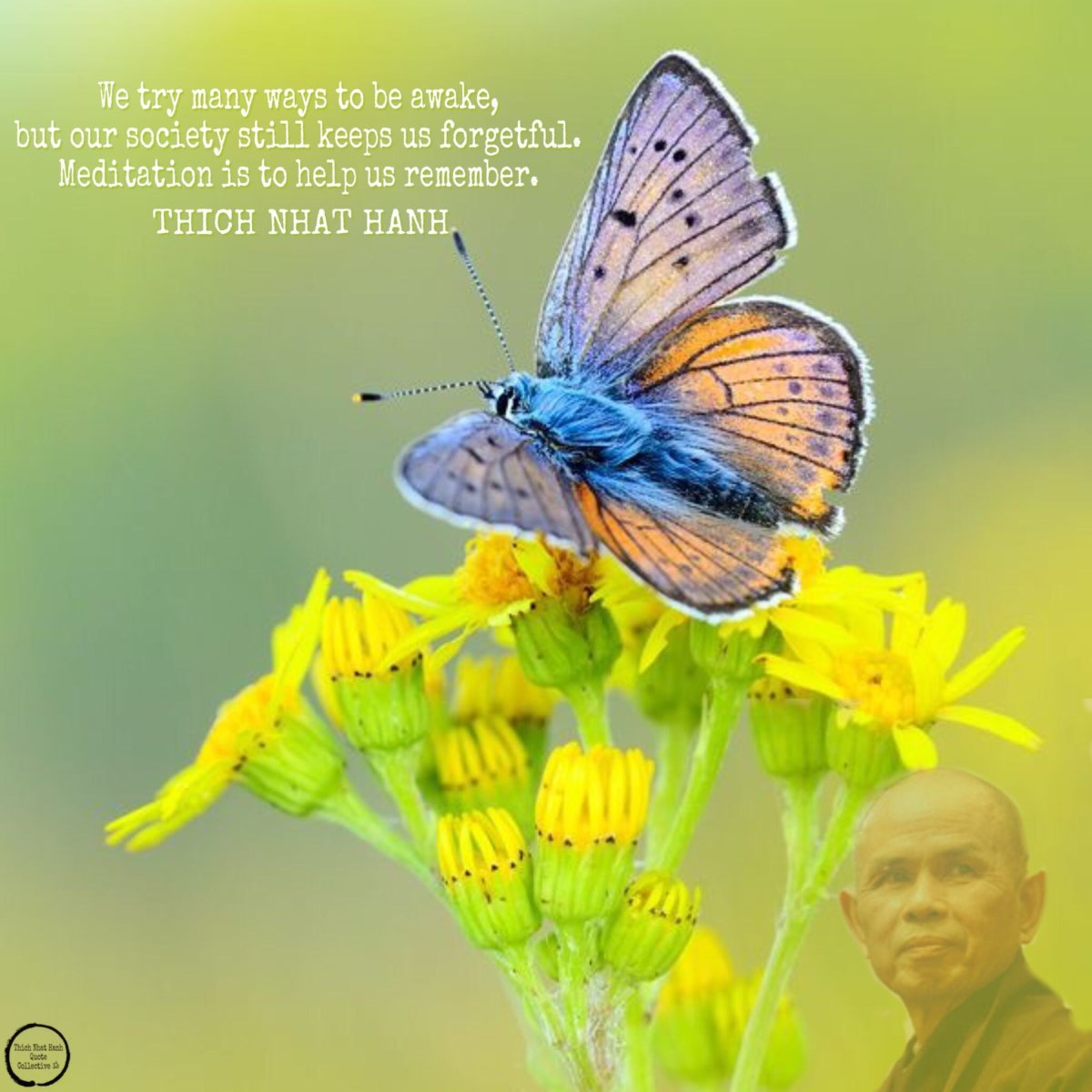 Бабочка на цветке