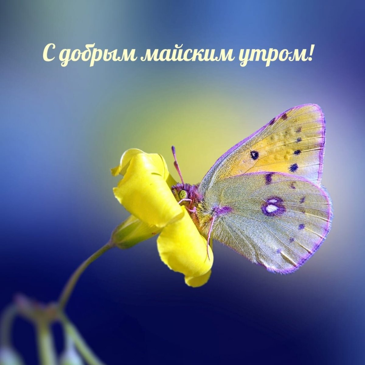 Яркие летние цветы