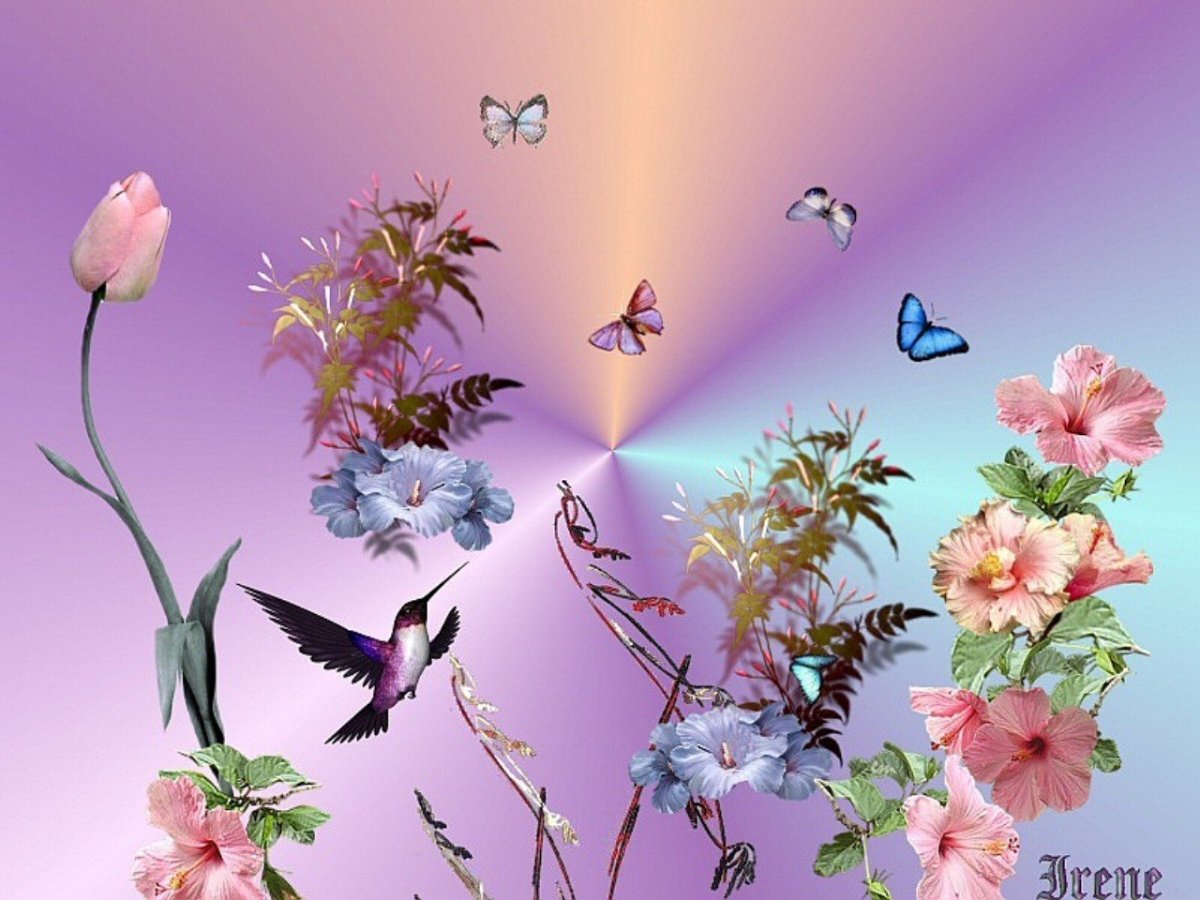 Картинки на рабочий стол бабочки