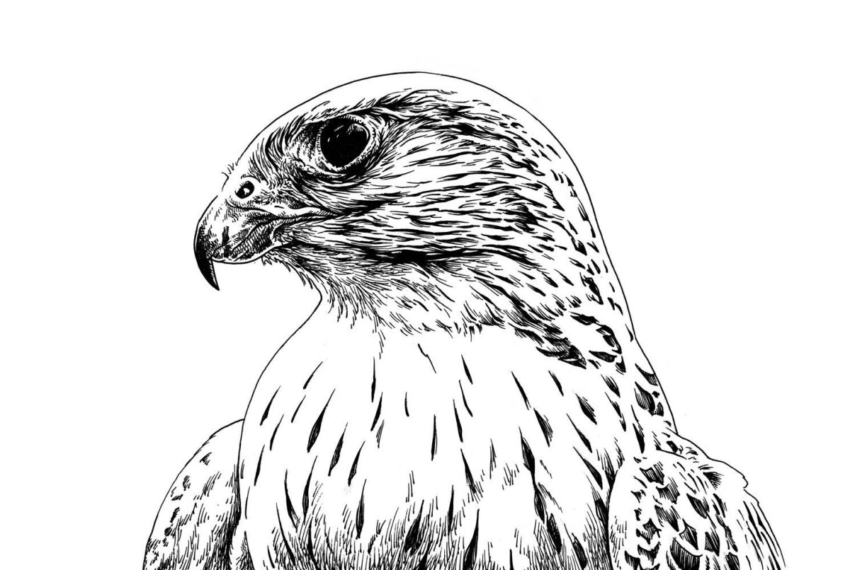 Сокол Сапсан мультяшный