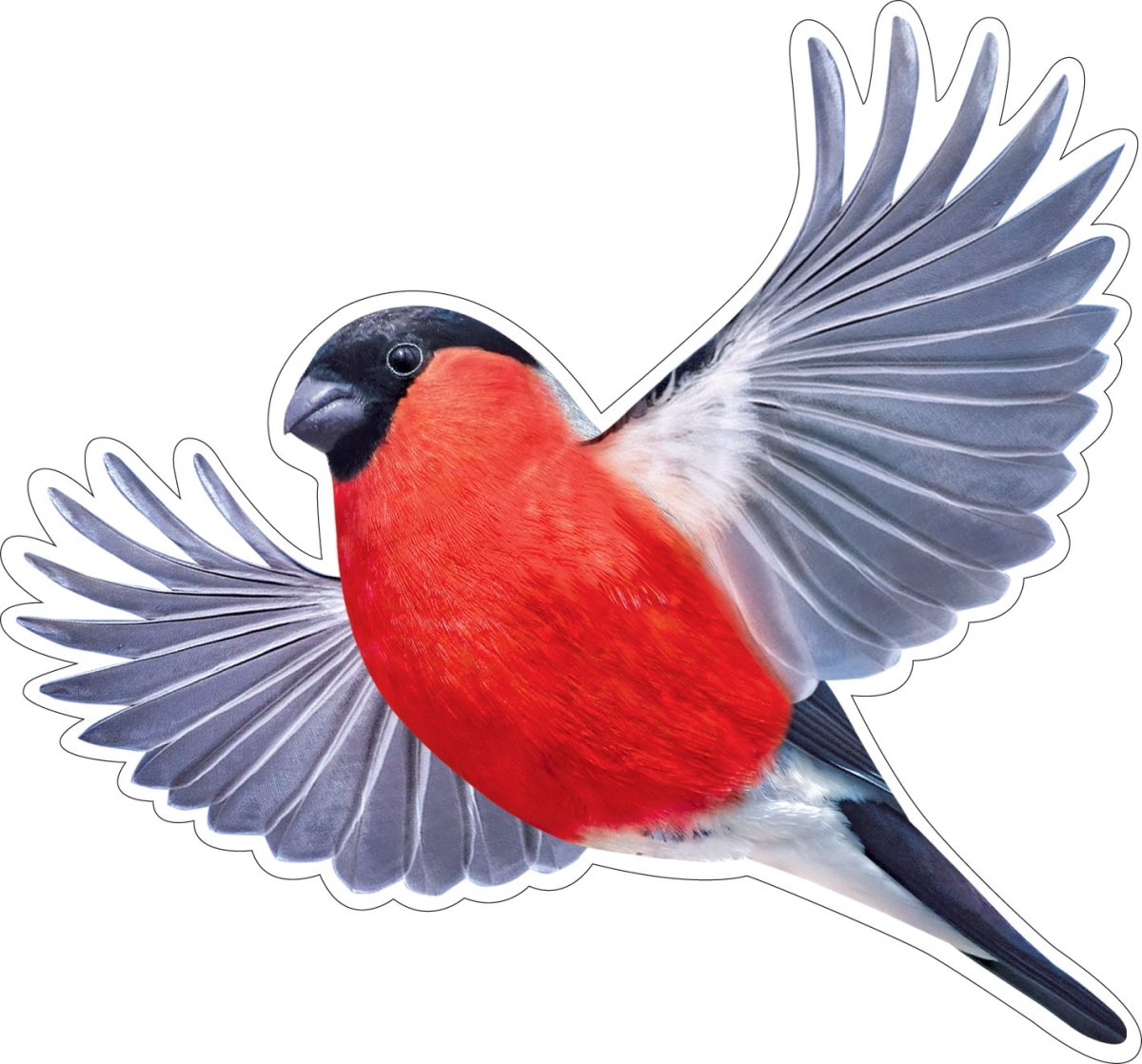 Зимующие птицы