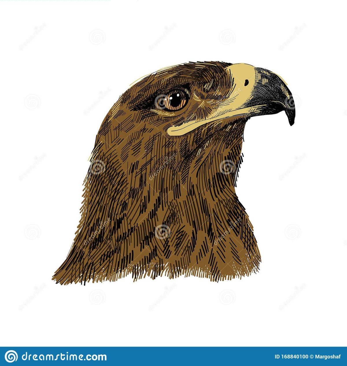 Falco cherrug vector