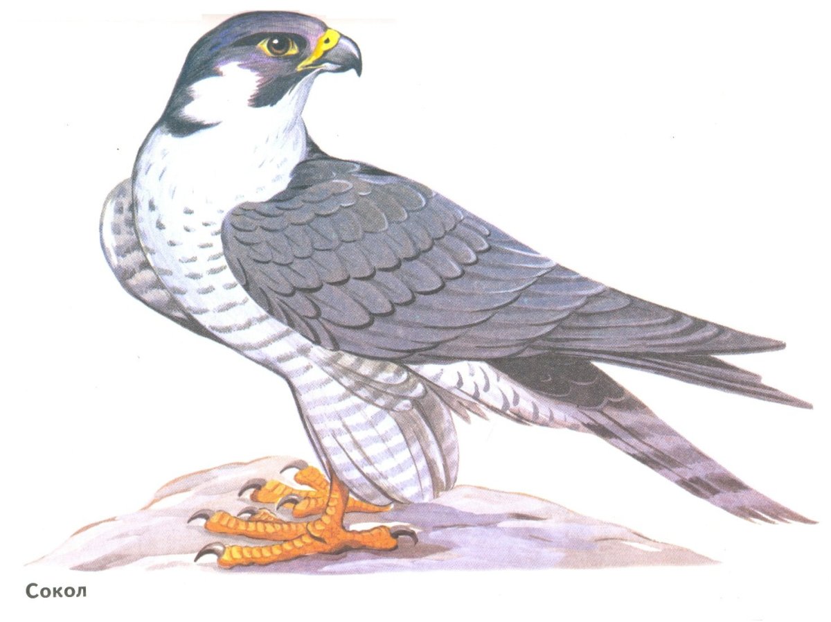 Соколы мультяшные