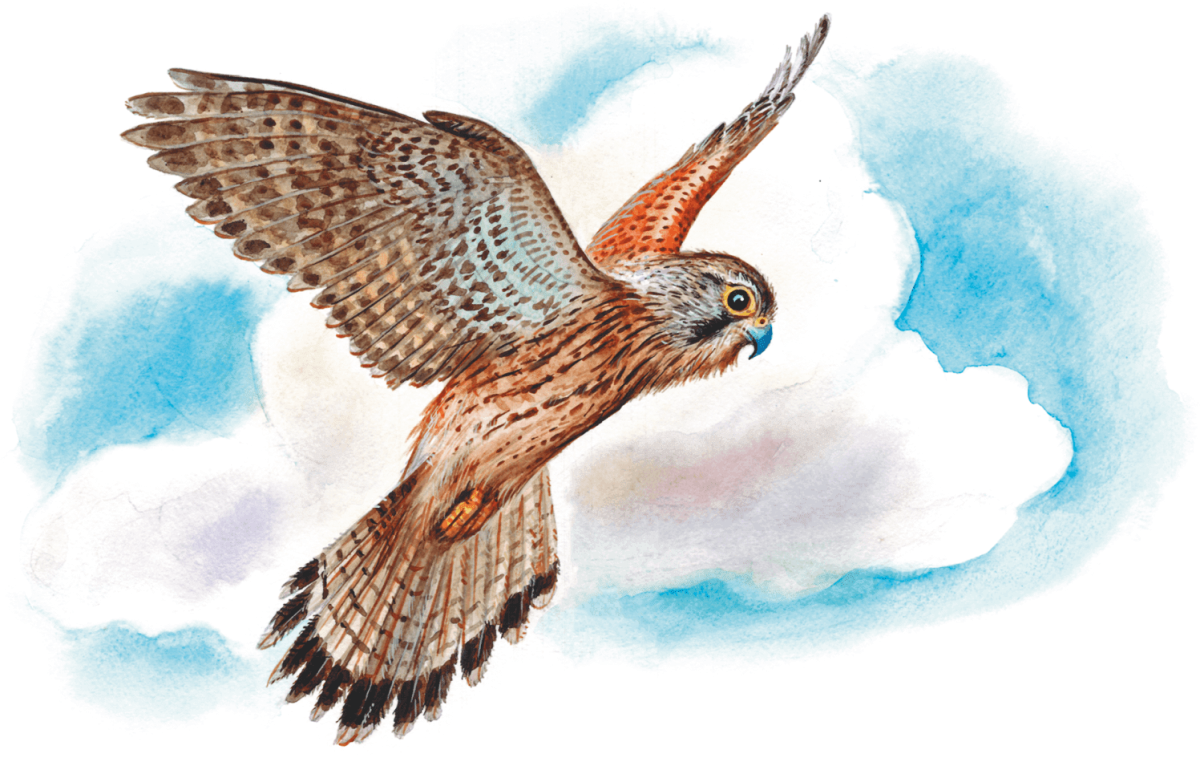 Логотип голова орла