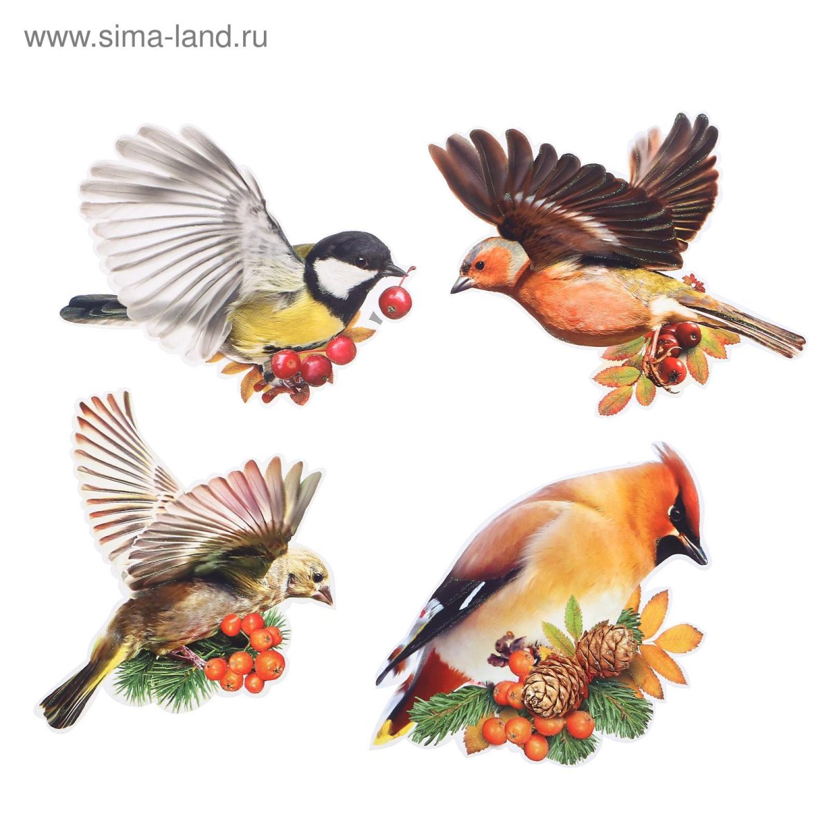 Карточки зимующих птиц для детского сада