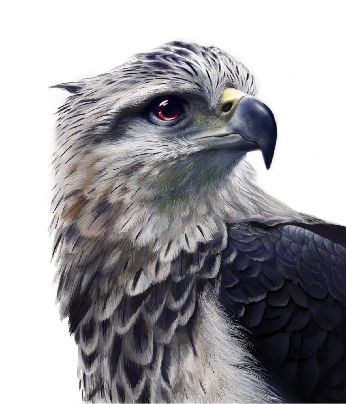 Сокол черно белый