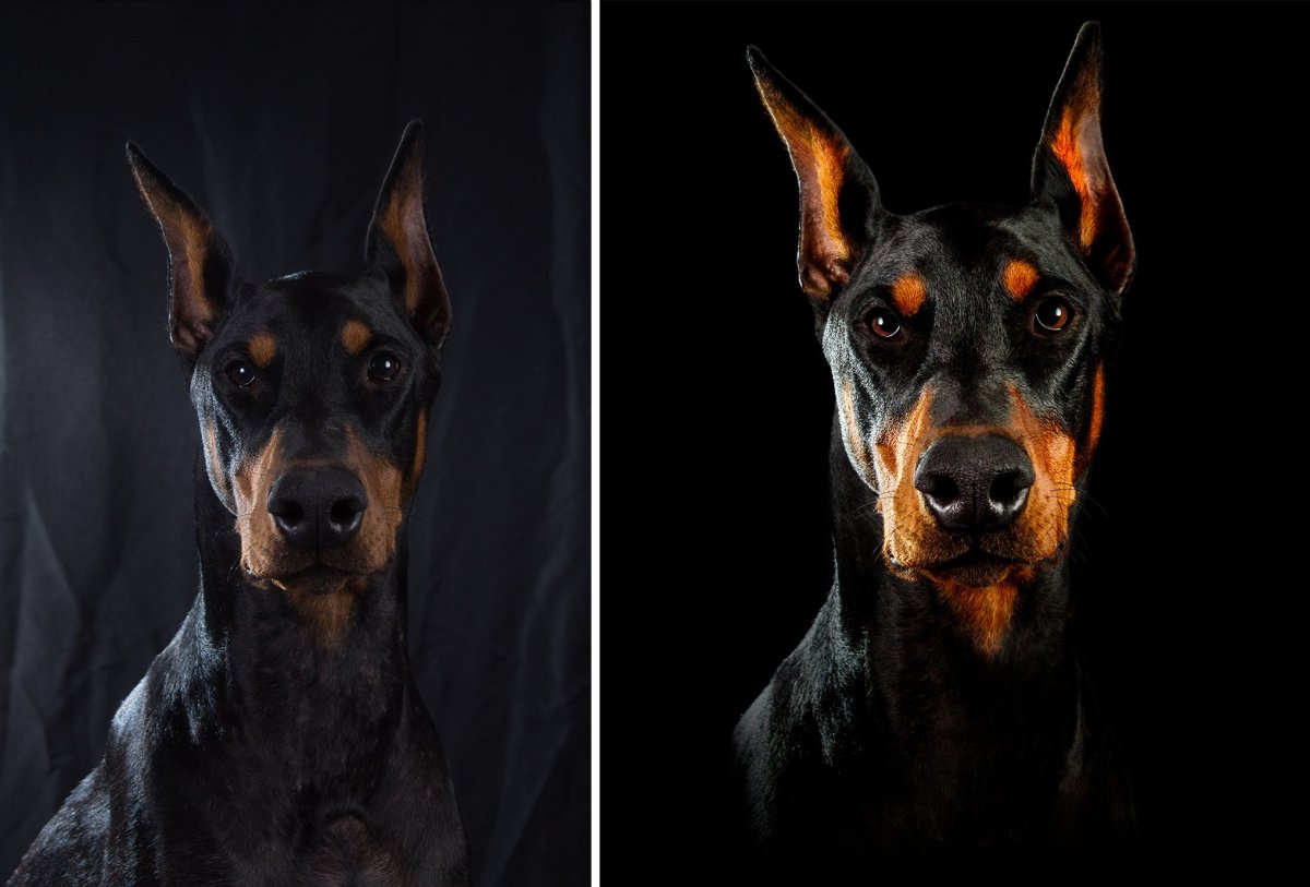 Доберман рекс