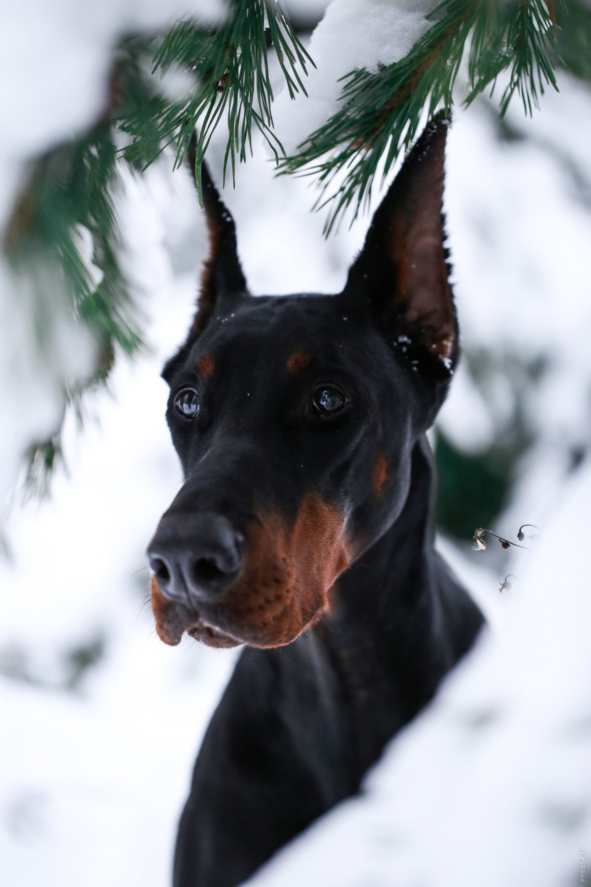 Лапа добермана