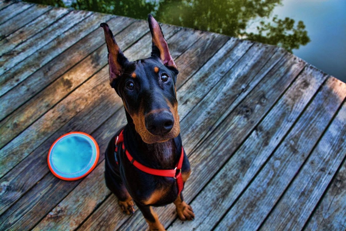 Улыбка добермана