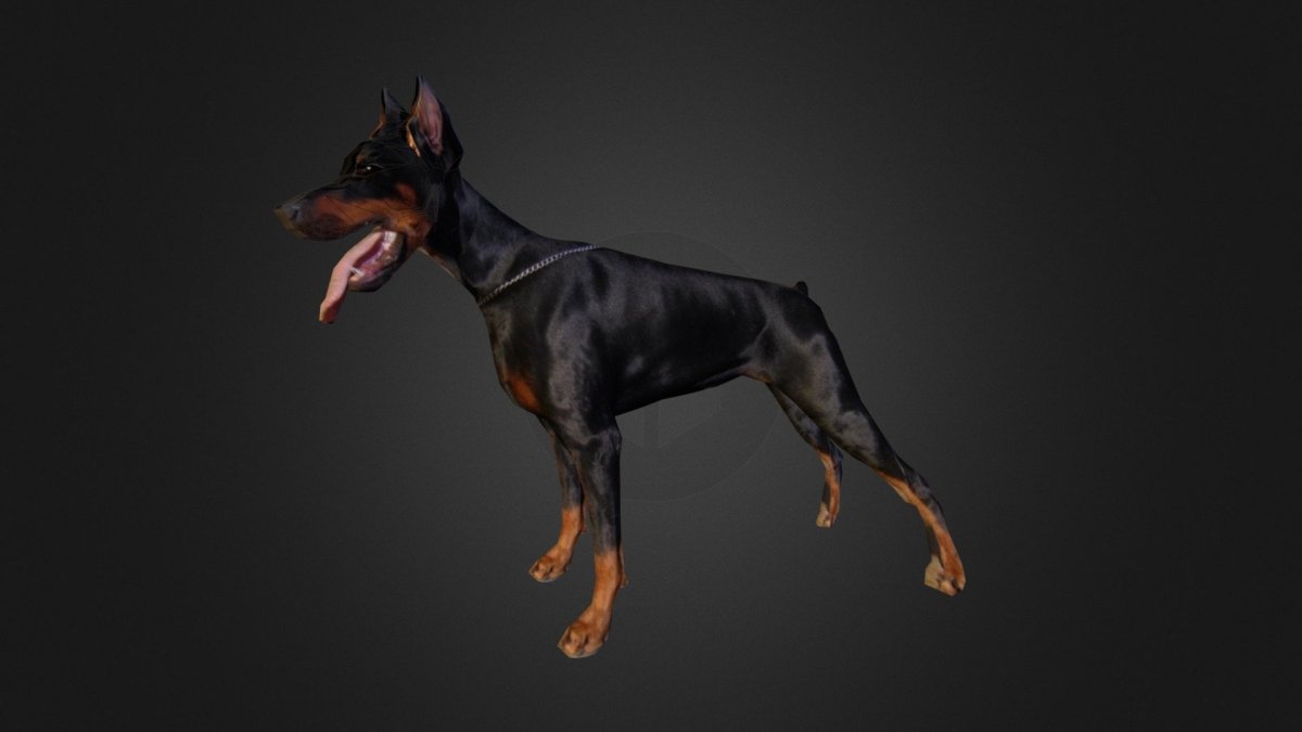 Собака Доберман