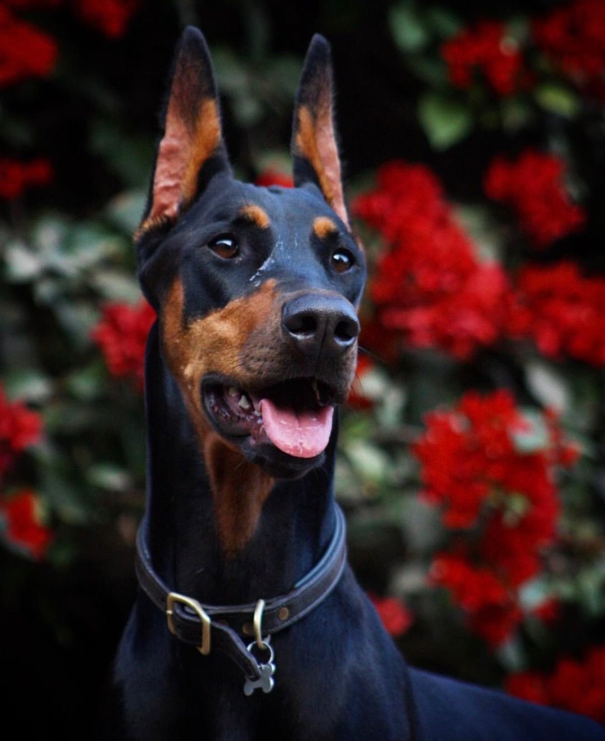 Доберман-пинчер Эстетика