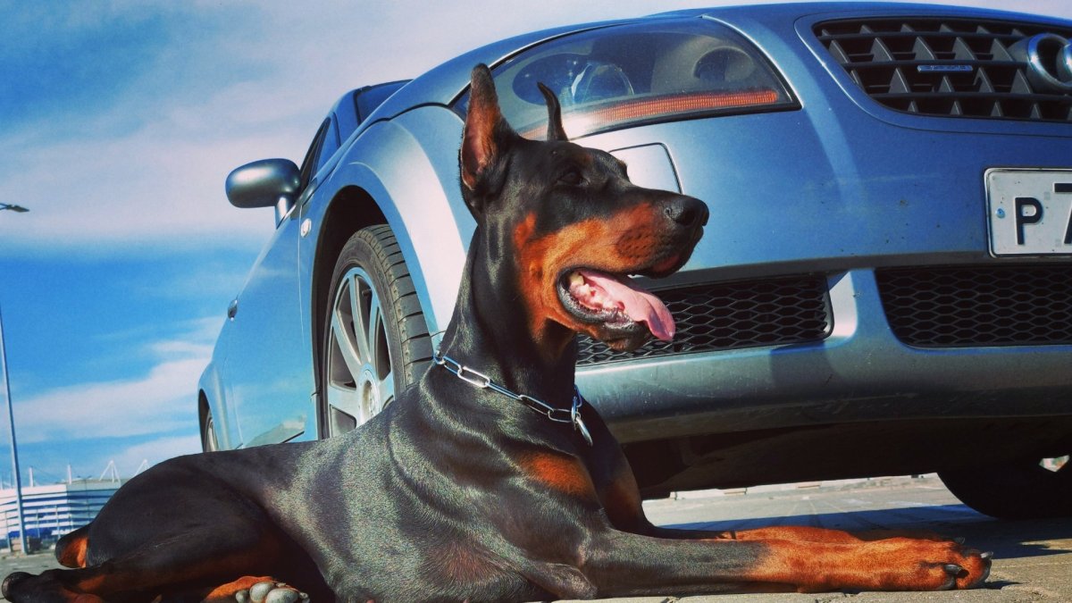 Канарский дог