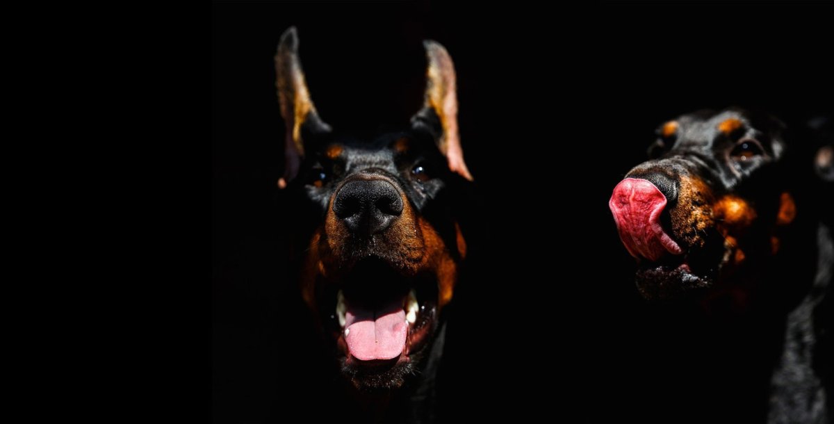 Чисто черный Доберман