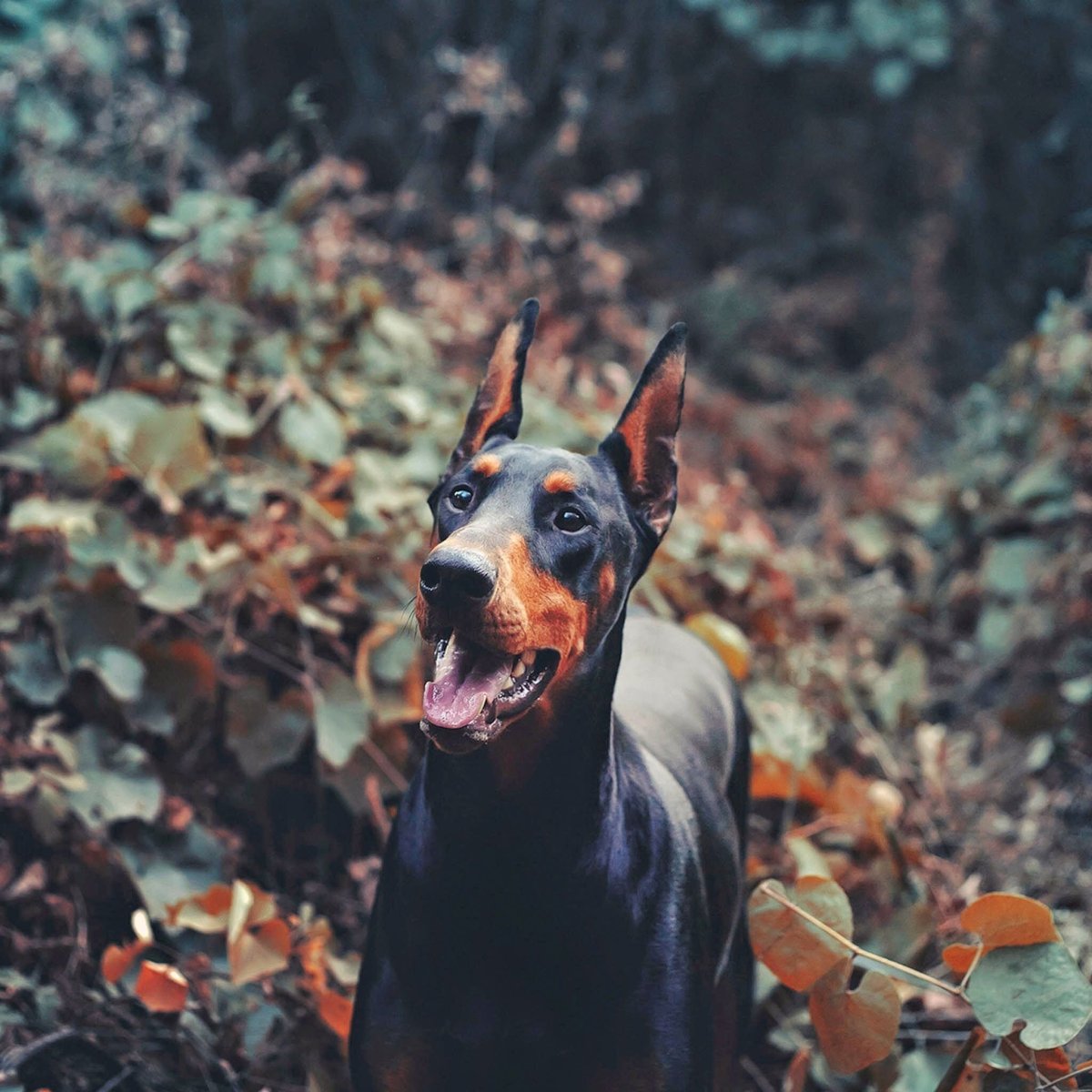 Доберман 1894