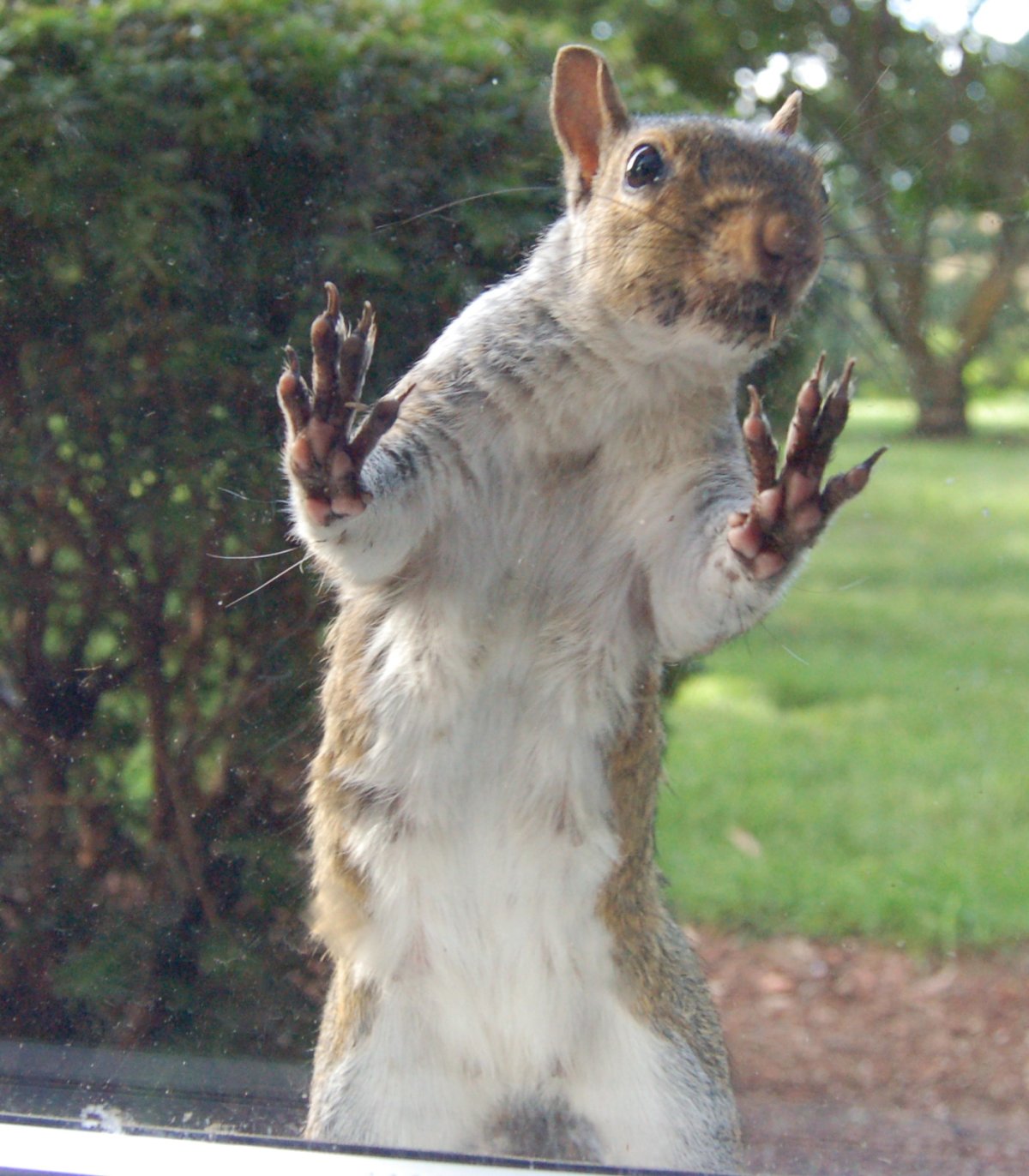 Белка с пивом