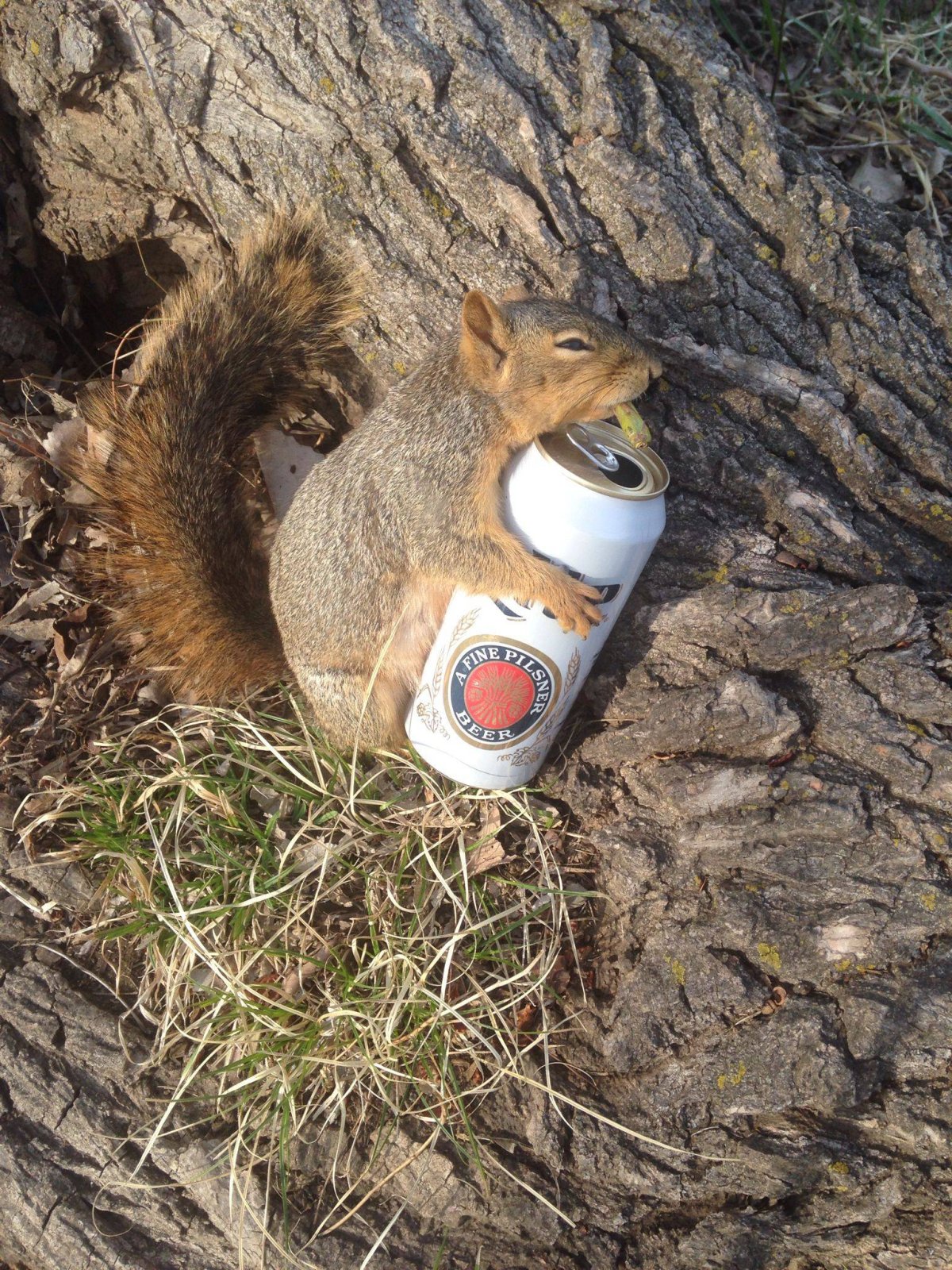 Белка в кровати