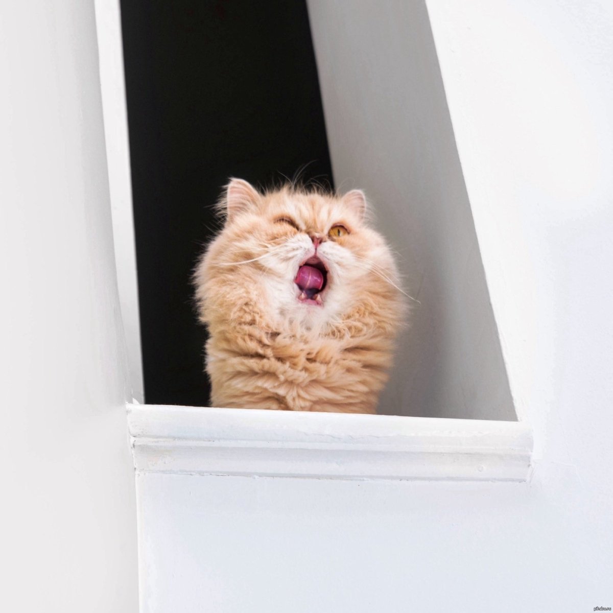 Смешные кошки