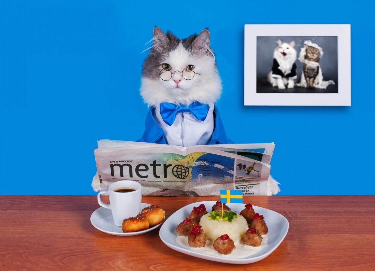 С добрым утром котики смешные