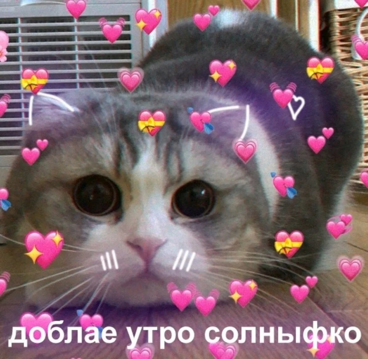 Открытки с добрым утром с котиками