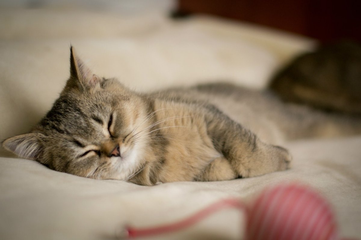 Доброе утро котик