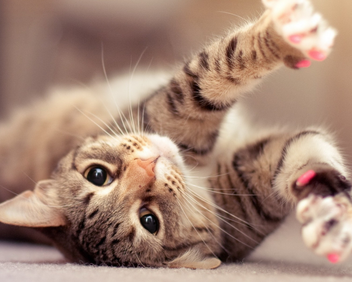 Кошки и завтрак