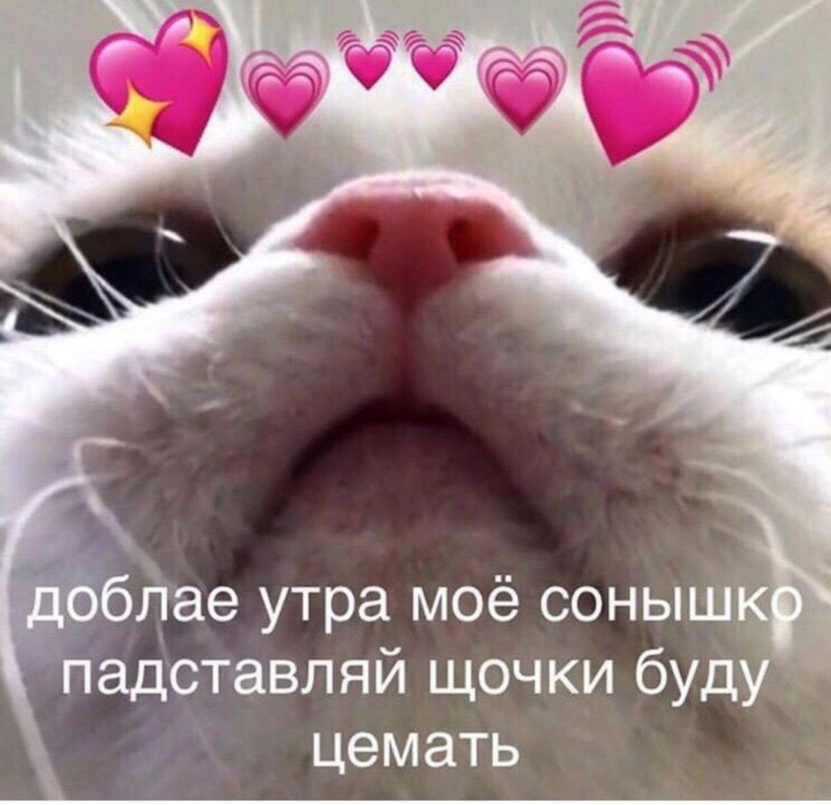 Прикольные коты с добрым утром