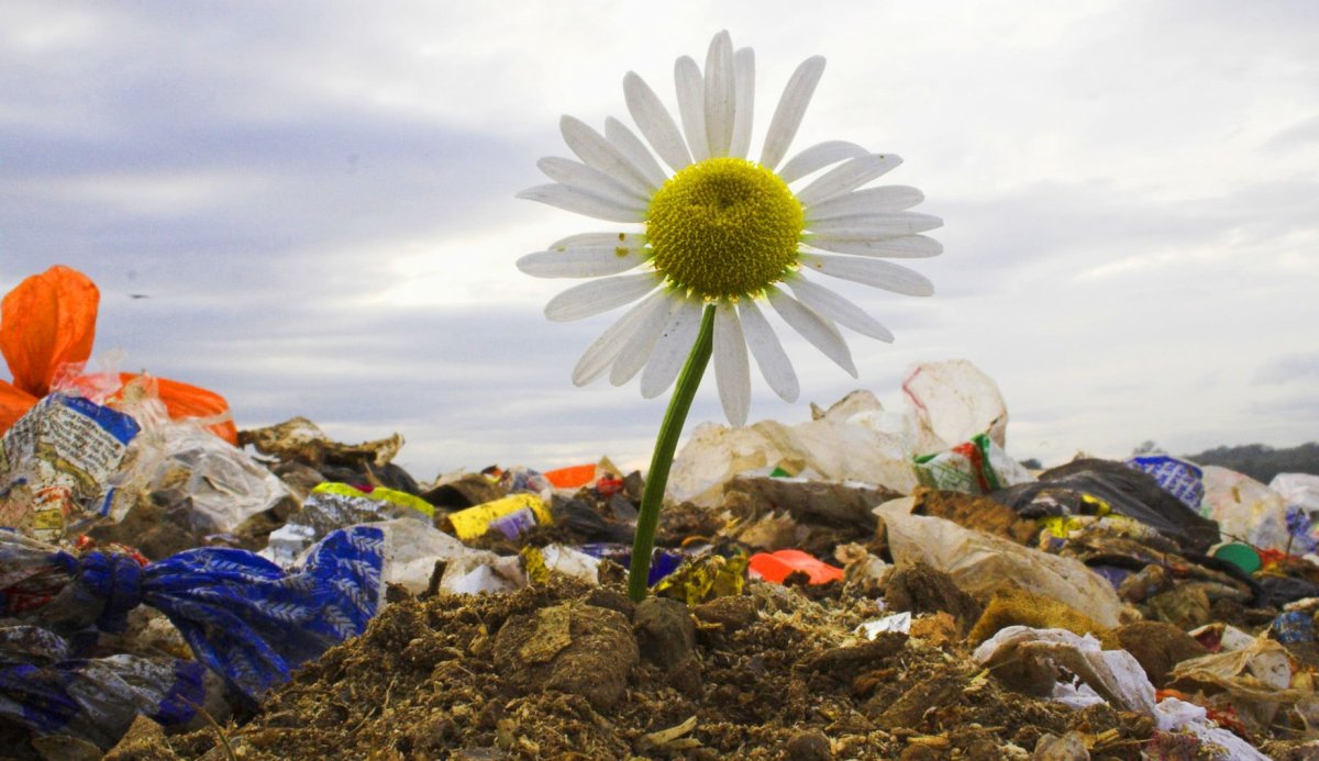 Экология мусор