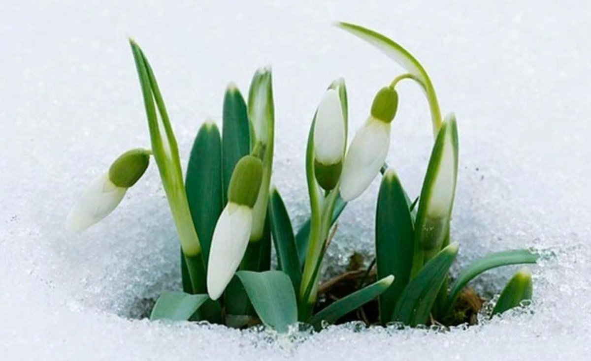 С первым днем весны