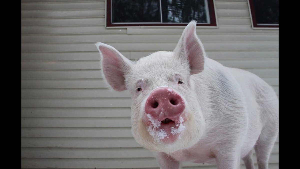 Милые хрюшки