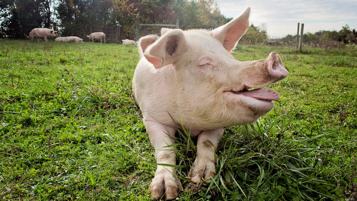 Забавные поросята