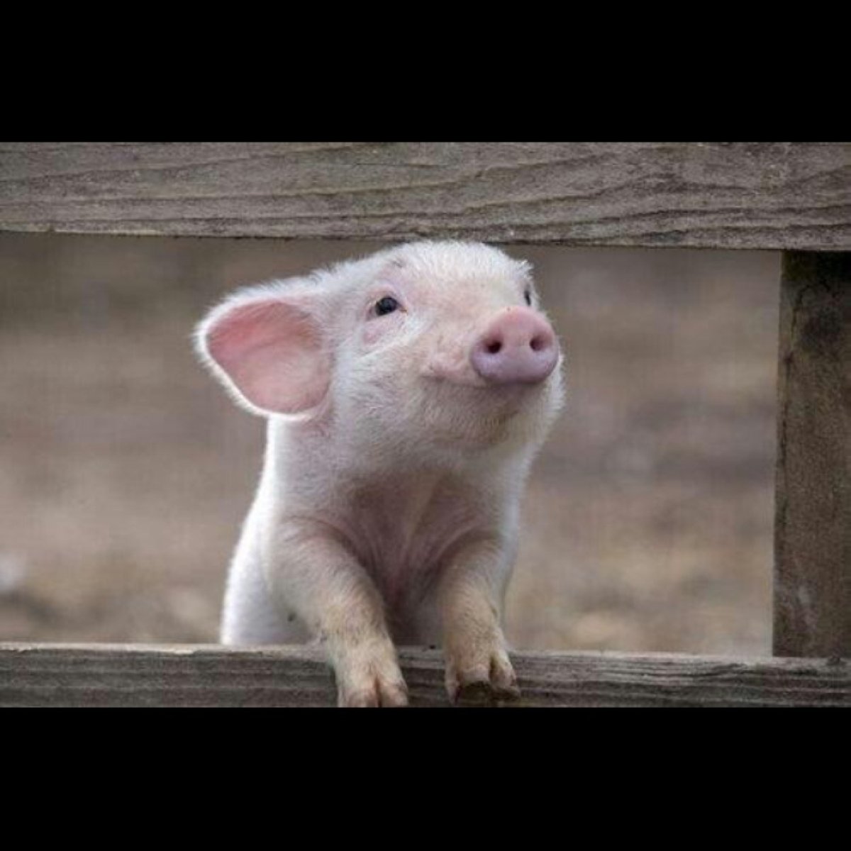 Поросенок прикол