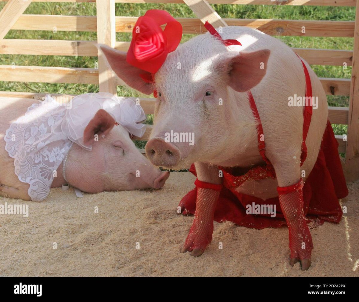 Смешные поросята