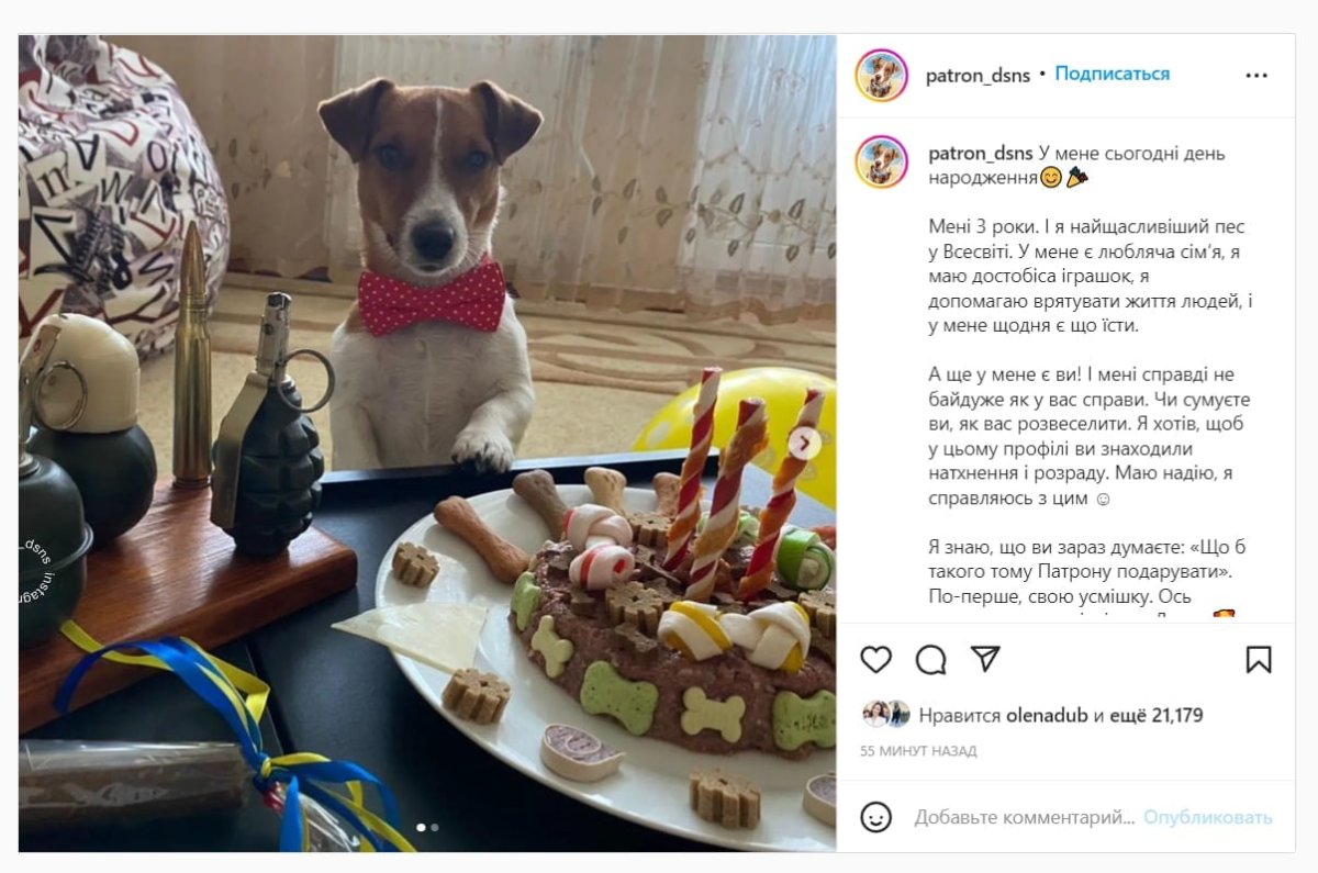 Полиция Парадайз пес