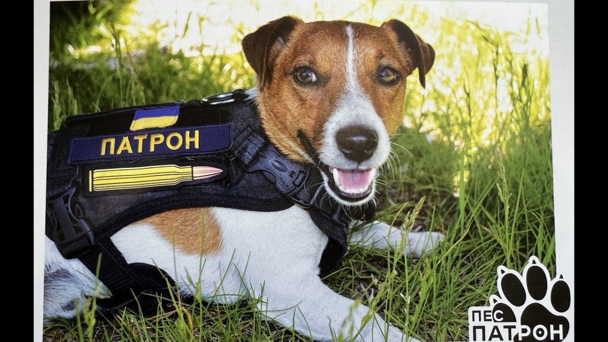 Пес спасатель патрон