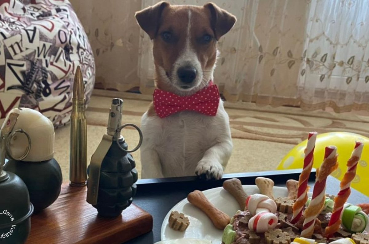 Сериал пёс лёша