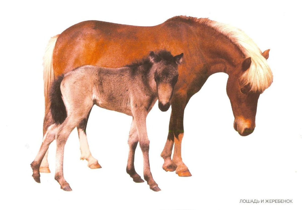Лошадь с жеребенком