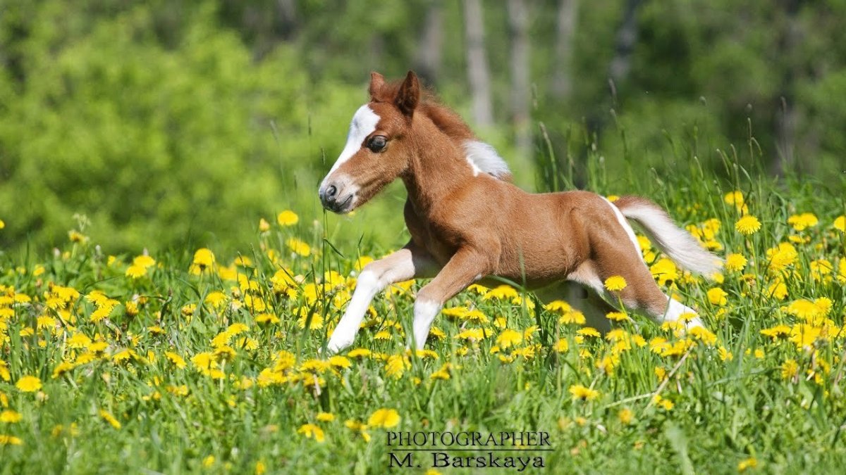 Лошадь с жеребенком