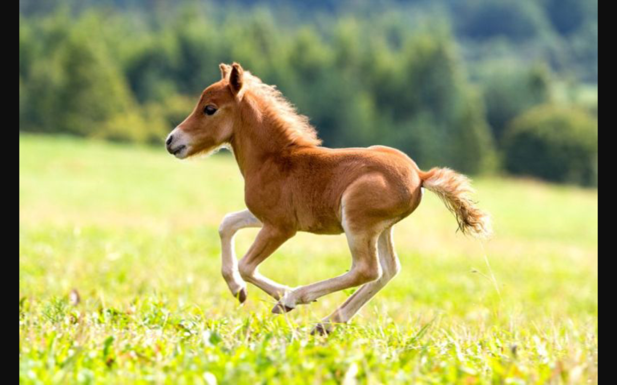 Картина жеребенок для детей