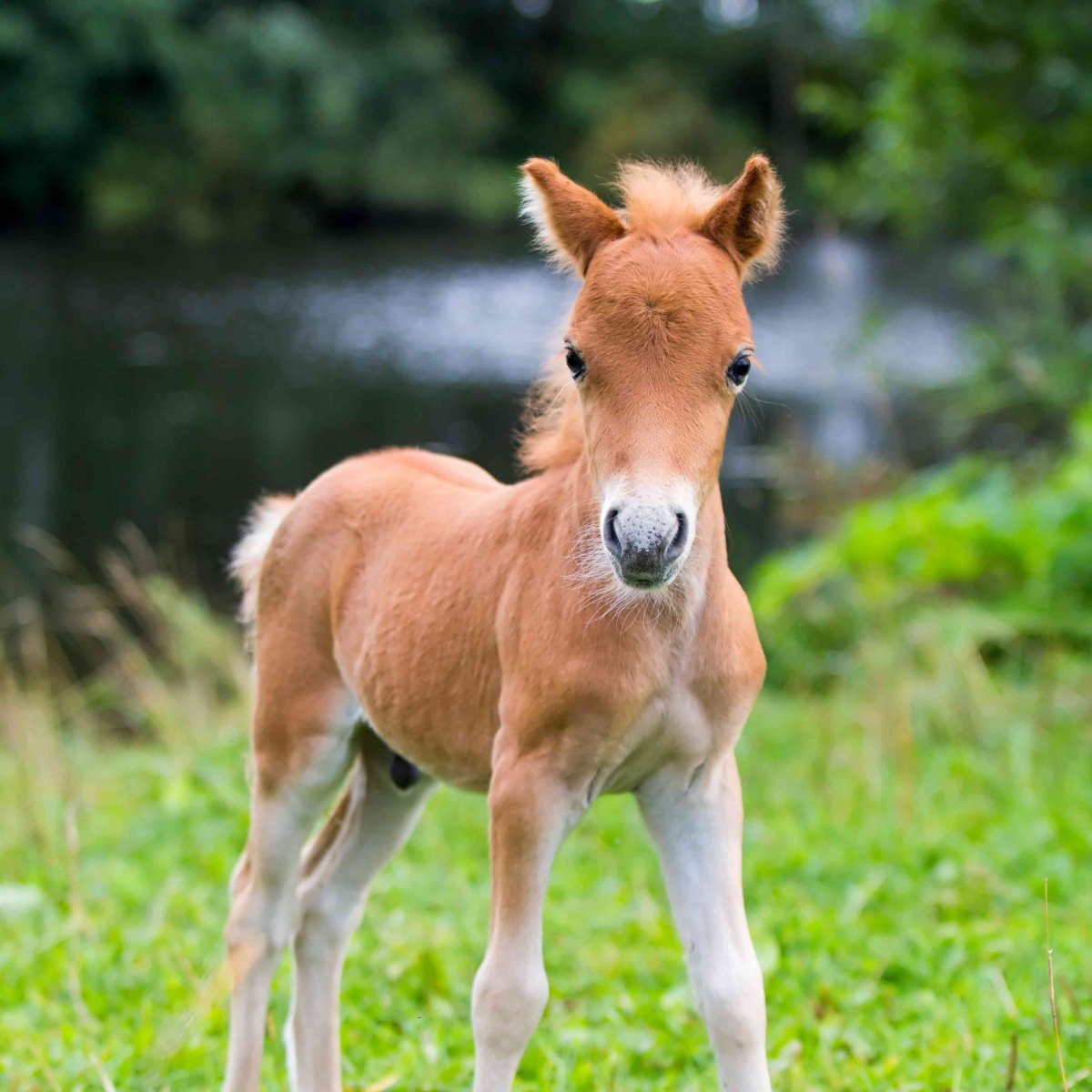 Жеребенок на лугу