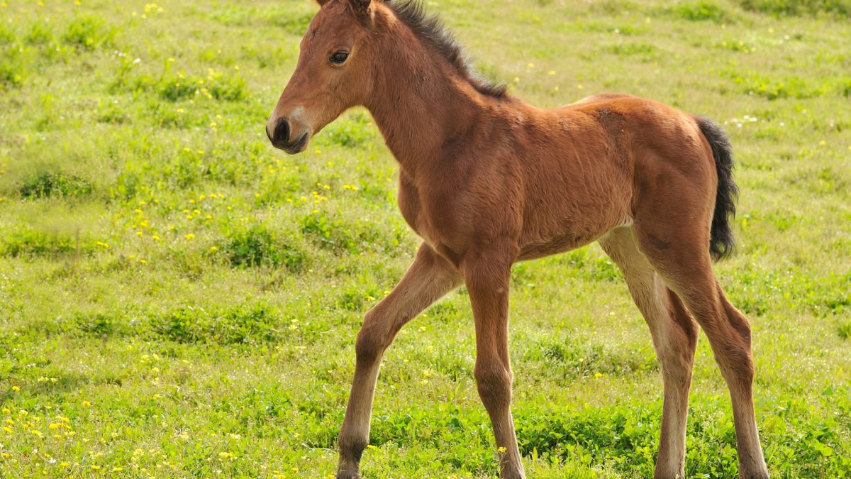 Гнедой жеребенок