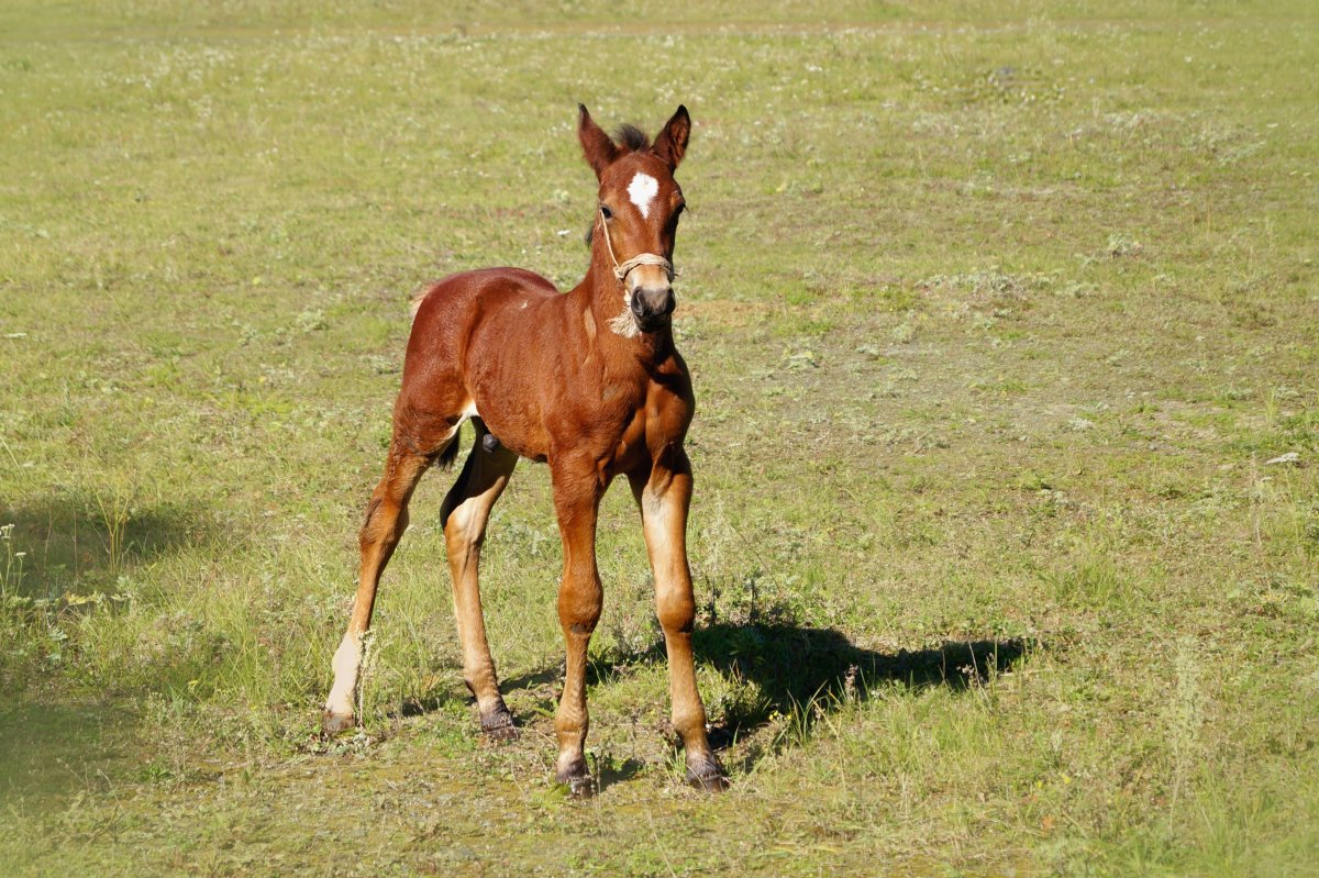 Лошади на лугу