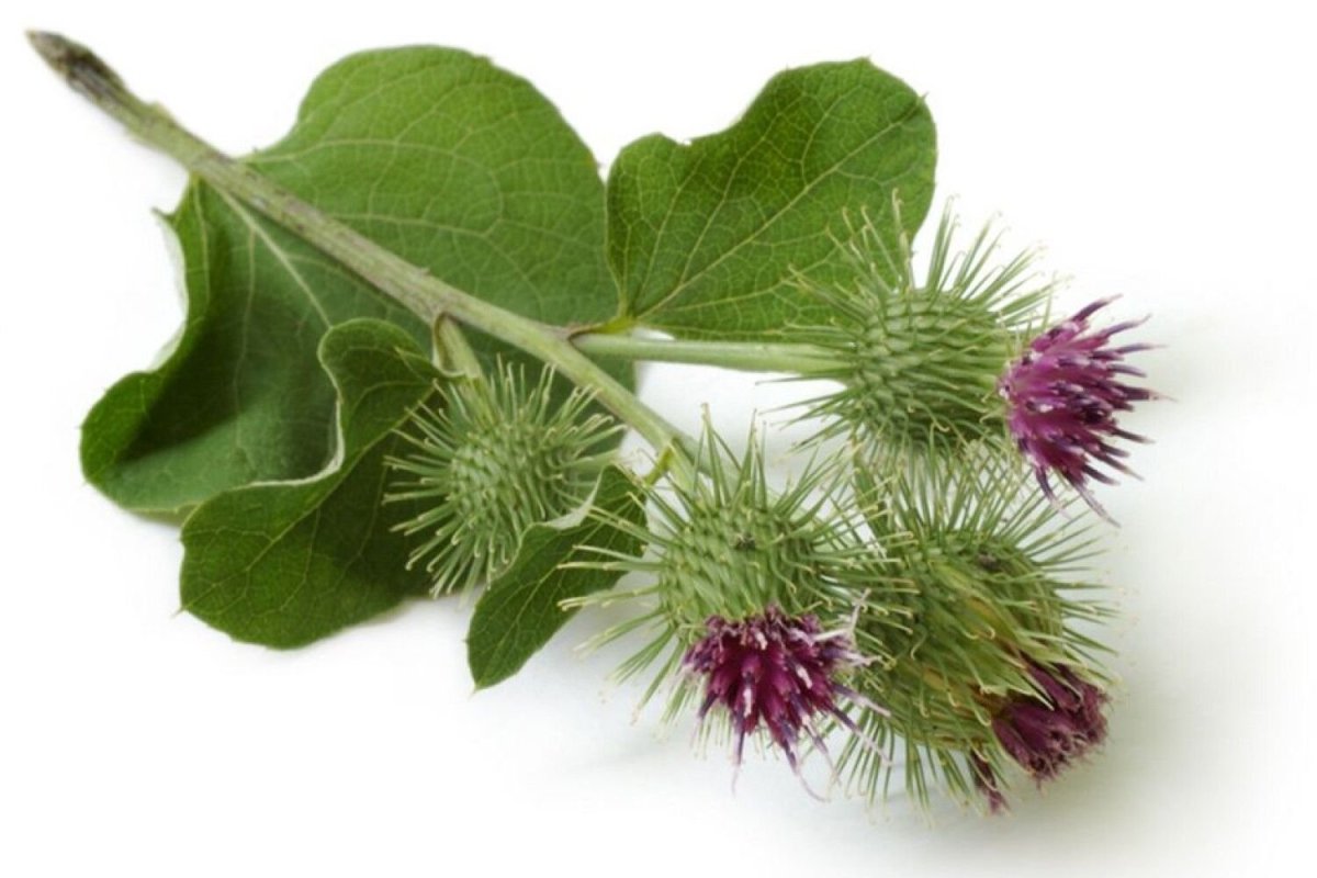 Arctium tomentosum