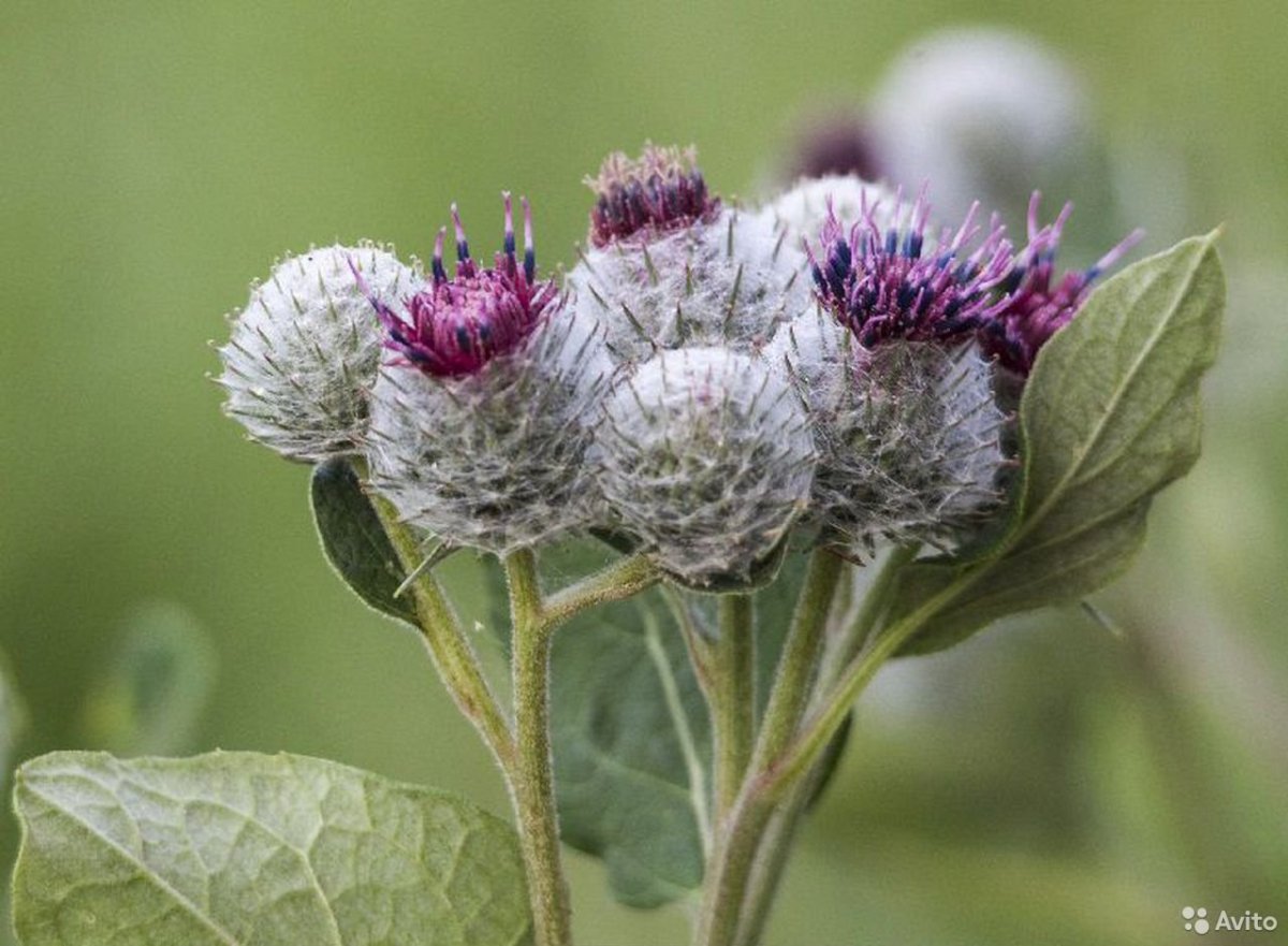 Корень лопуха Камелия