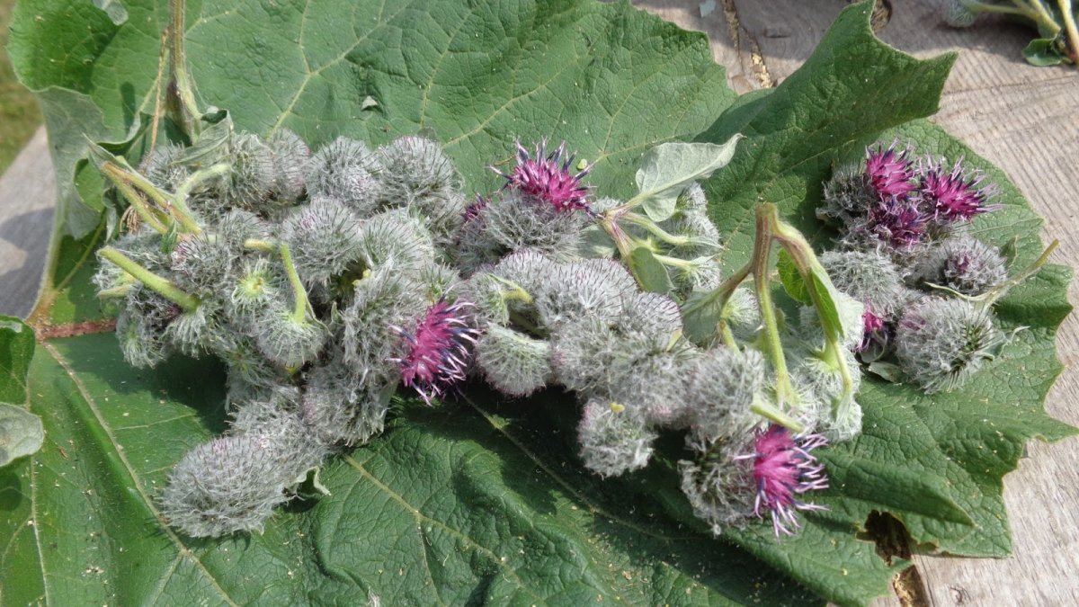 Растение похожее на лопух