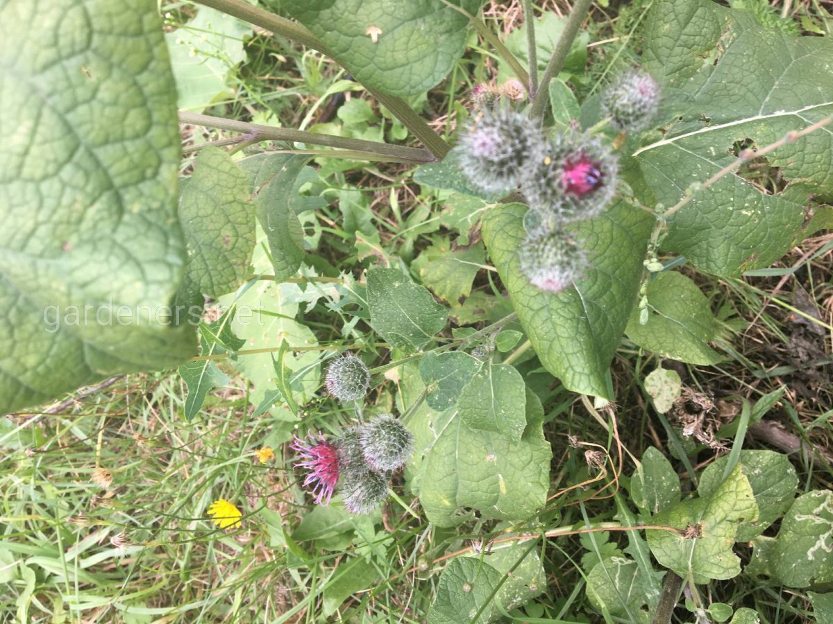 Лопух войлочный Фармакогнозия