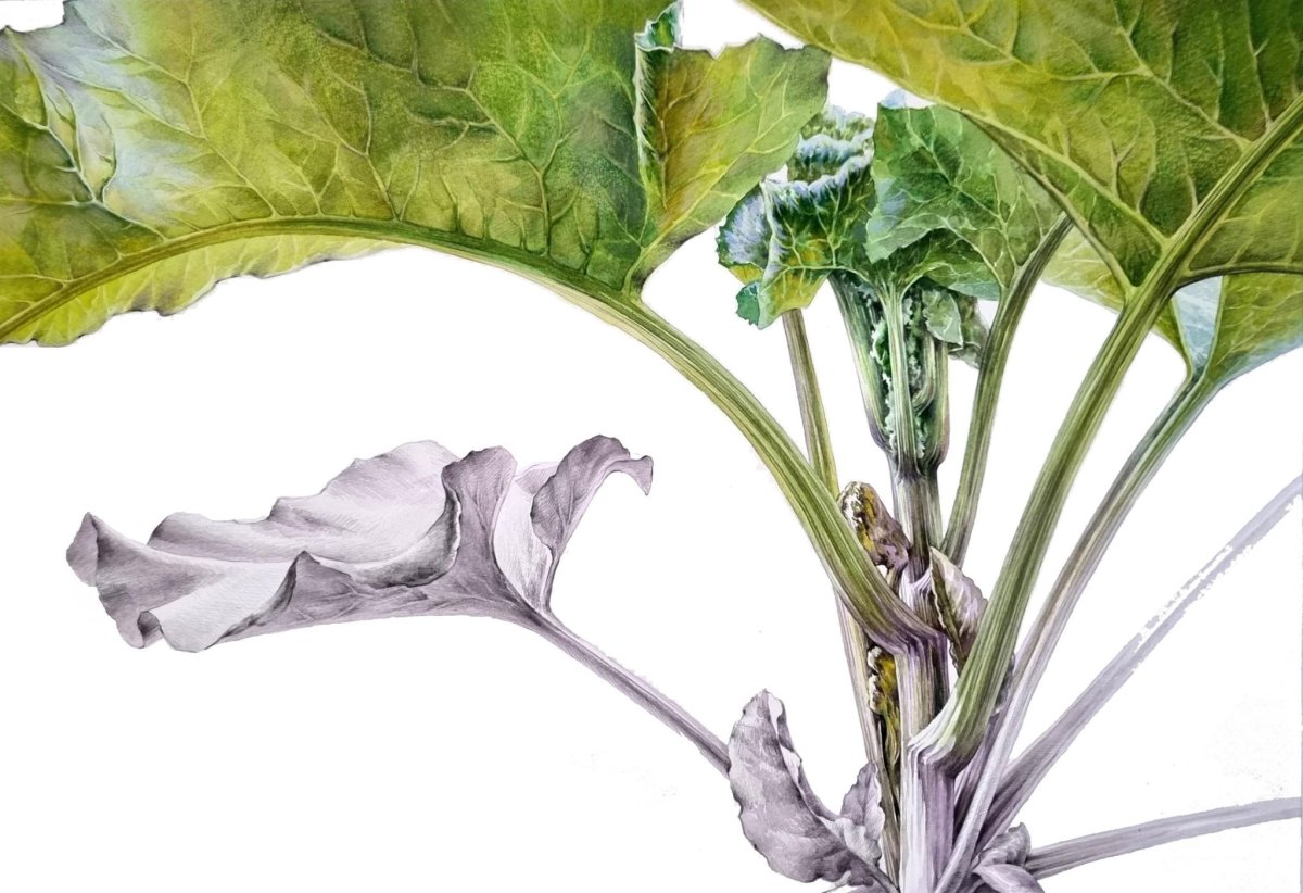 Листья лопуха